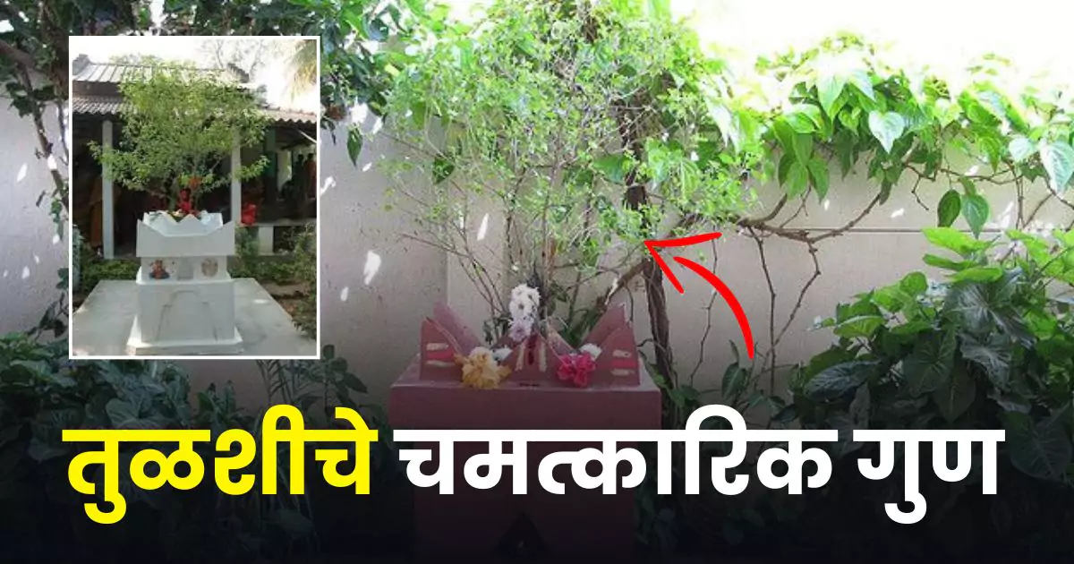 Tulsi health benefits Marathi